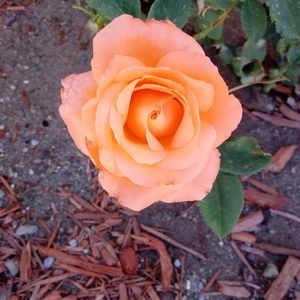 Meet your Posher, Loretta